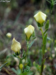 Campanula sulphurea