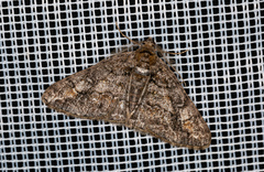 Cleora cinctaria