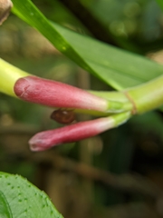 Alpinia japonica