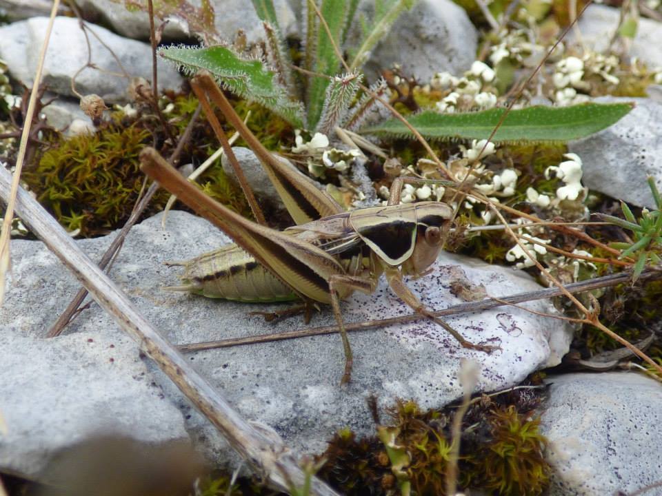 Common Modest Bush-cricket