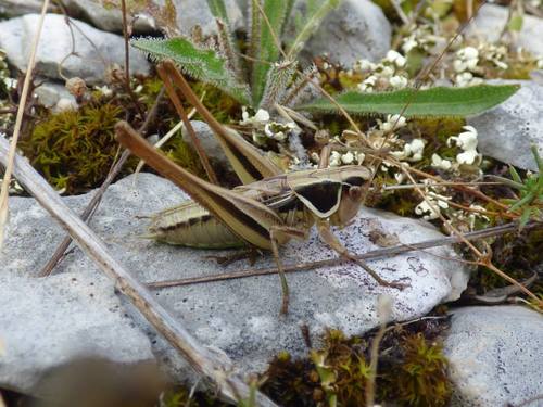 Common Modest Bush-cricket
