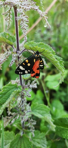 Scarlet Tiger