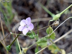 Erodium subintegrifolium