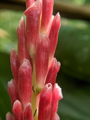 Alpinia japonica
