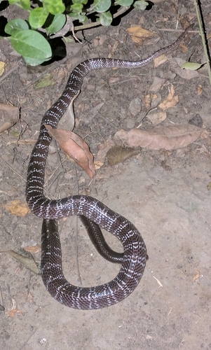 Common Krait