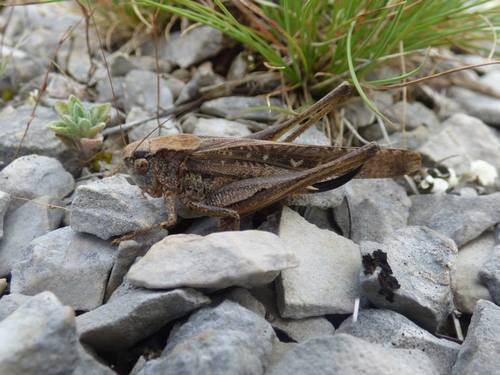 Kobylôčka sivastá (Platycleis grisea)