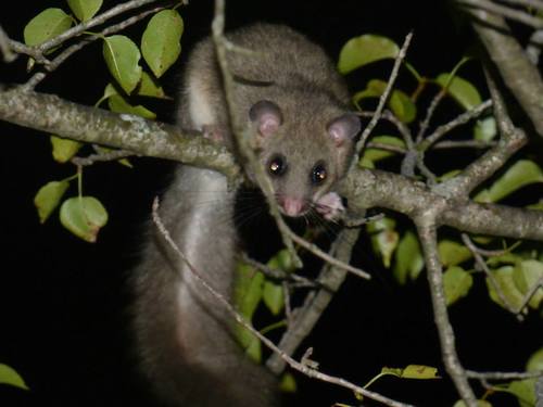 Plch sivý (Glis glis)