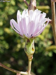 Lactuca tuberosa