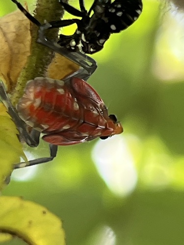 Spotted Lanternfly