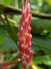 Alpinia japonica