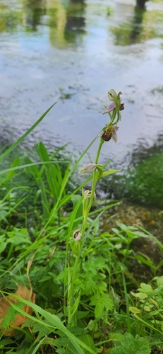Bee Orchid