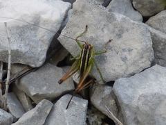 Pachytrachis striolatus