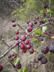 Crataegus