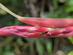 Alpinia japonica