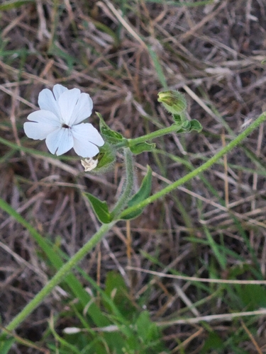white campion
