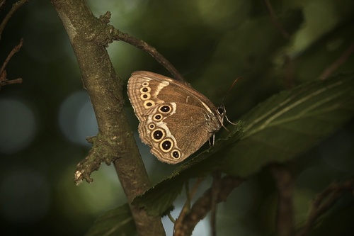 Woodland Brown