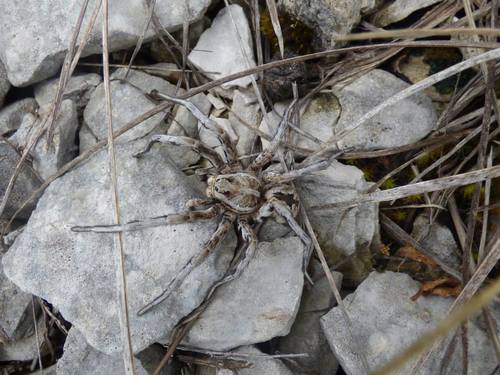 Vučjak tarantula (Lycosa tarantula)