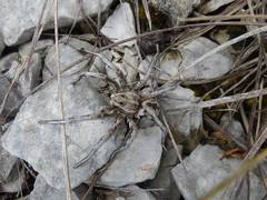 Lycosa tarantula