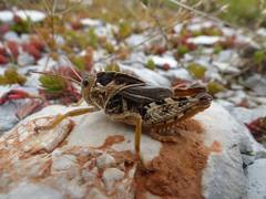 Prionotropis hystrix