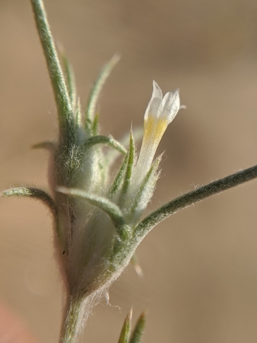 Image of Eriastrum harwoodii by no rights reserved