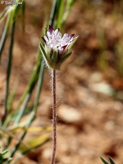 Pterocephalus brevis
