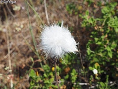 Pseudopodospermum papposum