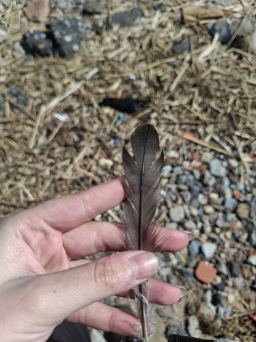 Plume de Grèbe huppé