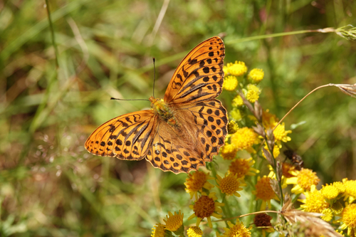 Silver-washed Fritillary, Wassenaar, Netherlands, photo 6 of 10