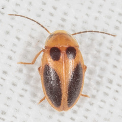 Sacodes pulchella