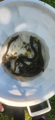 European Eel