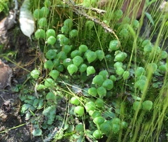 Asterella tenella