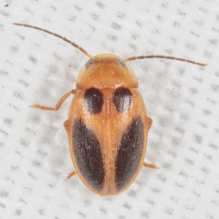Sacodes pulchella
