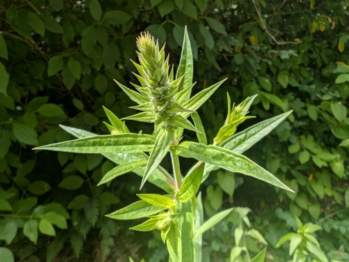 purple loosestrife