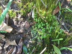 Asterella tenella