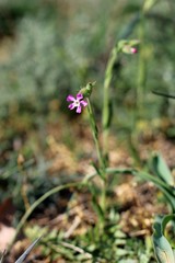 Silene subconica