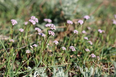 Valerianella pumila