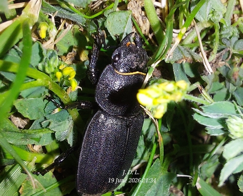 Lesser Stag Beetle