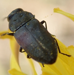 Anthaxia quadripunctata