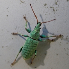 Phyllobius maculicornis