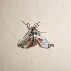 Neoleucinodes
