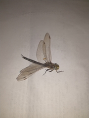 Rhionaeschna absoluta