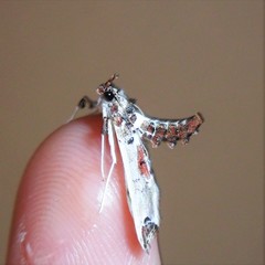 Neoleucinodes