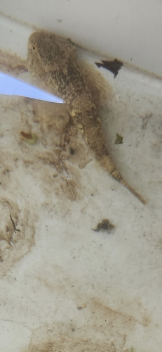 Chabot Bullhead