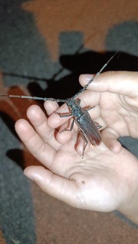 Great capricorn beetle