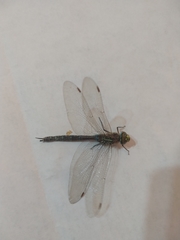 Rhionaeschna absoluta