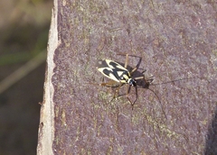 Grypocoris stysi
