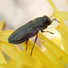 Anthaxia quadripunctata