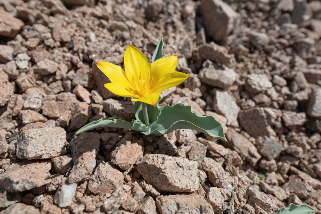 Tulipa dubia; photograph (c) Morten Ross, some rights reserved (CC BY)