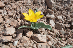 (c) Morten Ross, some rights reserved (CC BY) Tulipa dubia, photograph (c) Morten Ross, some rights reserved (CC BY)