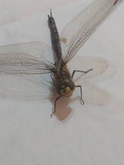 Rhionaeschna absoluta